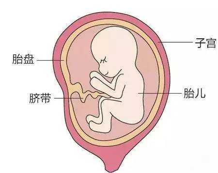胎儿的氧气从哪来(胎儿的氧气从哪来的啊) 第2张 胎儿的氧气从哪来(胎儿的氧气从哪来的啊) 第2张