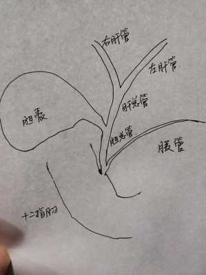 23周胎儿胆囊偏大(23周胎儿胆囊偏大有什么影响) 第1张 23周胎儿胆囊偏大(23周胎儿胆囊偏大有什么影响) 第1张