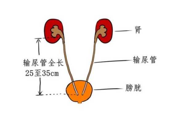 胎儿输尿管扩张标准值(胎儿输尿管扩张标准值是多少) 第1张 胎儿输尿管扩张标准值(胎儿输尿管扩张标准值是多少) 第1张