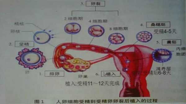 如何给孩子讲述生命孕育的过程,胎儿受精发育过程视频讲解  第2张