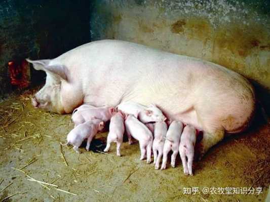 母猪什么时候驱虫,备孕期间能吃打虫药吗女性 第2张 母猪什么时候驱虫,备孕期间能吃打虫药吗女性 第2张