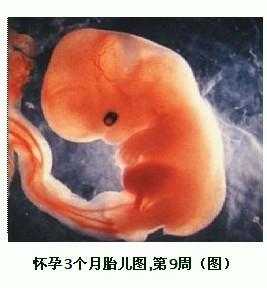 3个半月胎儿发育图(3个半月胎儿发育图片) 第1张 3个半月胎儿发育图(3个半月胎儿发育图片) 第1张