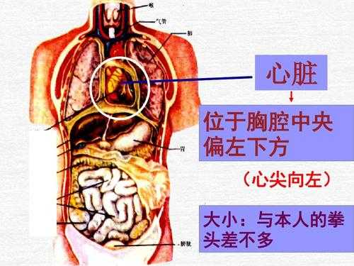 胎儿心脏位于左侧胸腔(心脏在左边还是右边) 第1张 胎儿心脏位于左侧胸腔(心脏在左边还是右边) 第1张