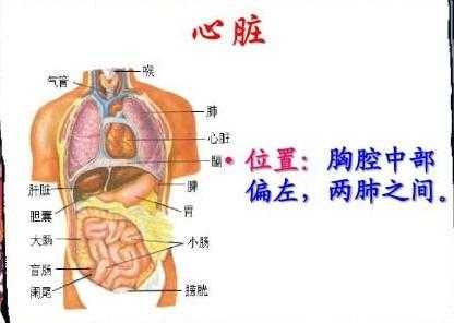 胎儿心脏位于左侧胸腔(心脏在左边还是右边) 第2张 胎儿心脏位于左侧胸腔(心脏在左边还是右边) 第2张