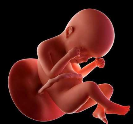 66天的宝宝在妈妈肚子里是什么样的,怀孕66天胎儿有多大图 第3张 66天的宝宝在妈妈肚子里是什么样的,怀孕66天胎儿有多大图 第3张