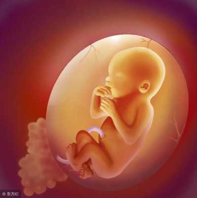 怀孕六月胎儿图(怀孕六月胎儿图片) 第1张 怀孕六月胎儿图(怀孕六月胎儿图片) 第1张