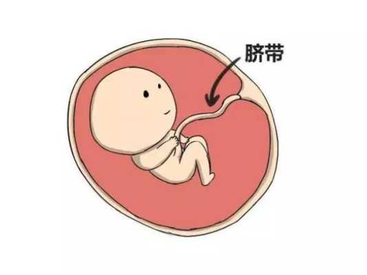 胎儿脐带短影响智力吗(怎么给胎宝宝说让他不要玩脐带) 第1张 胎儿脐带短影响智力吗(怎么给胎宝宝说让他不要玩脐带) 第1张