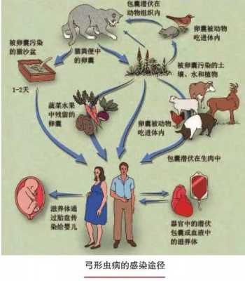 怀孕期间感染弓形虫(感染了弓形虫应该怎么办) 第1张 怀孕期间感染弓形虫(感染了弓形虫应该怎么办) 第1张