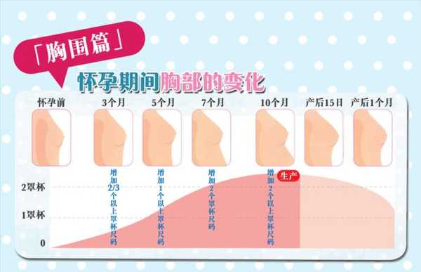 怀孕期间乳房有什么变化(乳房变软是不是怀孕了?怀孕初期身体会有哪些变化) 第3张 怀孕期间乳房有什么变化(乳房变软是不是怀孕了?怀孕初期身体会有哪些变化) 第3张