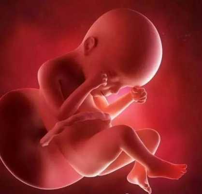 胎儿在肚子里266天(怀孕两周是多久) 第1张 胎儿在肚子里266天(怀孕两周是多久) 第1张