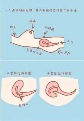 胎儿在子宫里的位置(孕14周子宫在哪个位置?怀孕早期要注意什么事项呀) 第2张 胎儿在子宫里的位置(孕14周子宫在哪个位置?怀孕早期要注意什么事项呀) 第2张