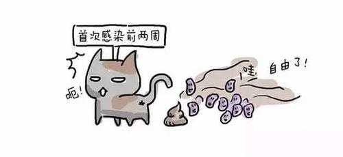 孕期感染弓形虫有什么症状(孕期感染弓形虫有什么症状Igg) 第2张 孕期感染弓形虫有什么症状(孕期感染弓形虫有什么症状Igg) 第2张