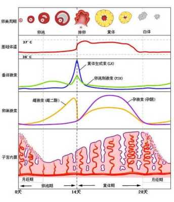 怀孕65天雌二醇多少是正常的,孕65天胎儿发育情况怎么样 第1张 怀孕65天雌二醇多少是正常的,孕65天胎儿发育情况怎么样 第1张