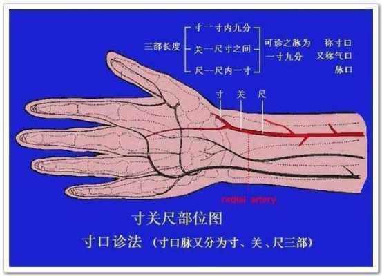把脉能看出胎儿健康吗(把脉能看出胎儿健康吗) 第2张 把脉能看出胎儿健康吗(把脉能看出胎儿健康吗) 第2张