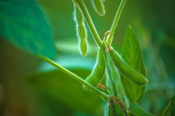 孕妇可以吃毛爪豆吗,孕期吃毛豆对胎儿好吗有影响吗 第1张 孕妇可以吃毛爪豆吗,孕期吃毛豆对胎儿好吗有影响吗 第1张