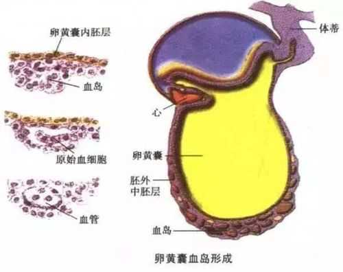 九周的孩子应该发育到什么阶段了,胎儿肝脏什么时候发育成熟 第1张 九周的孩子应该发育到什么阶段了,胎儿肝脏什么时候发育成熟 第1张