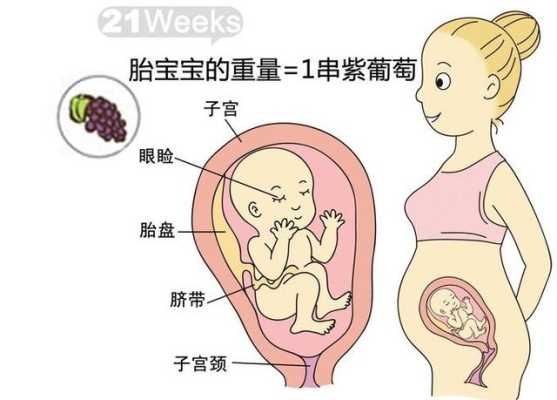 怀孕三十周胎儿发育情况(怀孕30周,胎盘0级,正常吗) 第1张 怀孕三十周胎儿发育情况(怀孕30周,胎盘0级,正常吗) 第1张