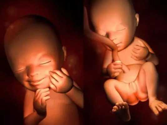 孕13周的胎儿和图片(13周孕妇标准的肚子图) 第2张 孕13周的胎儿和图片(13周孕妇标准的肚子图) 第2张
