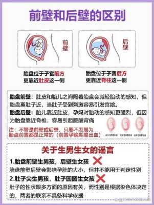 胎盘前壁与后壁有什么区别,胎儿前壁好还是后壁好呢 第1张 胎盘前壁与后壁有什么区别,胎儿前壁好还是后壁好呢 第1张