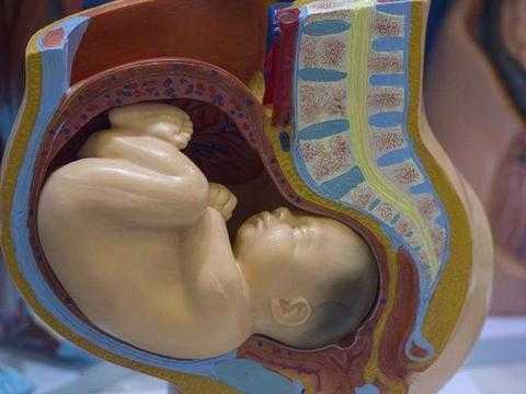 36周胎儿在肚子里姿势(36周胎儿在肚子里姿势图片) 第1张 36周胎儿在肚子里姿势(36周胎儿在肚子里姿势图片) 第1张