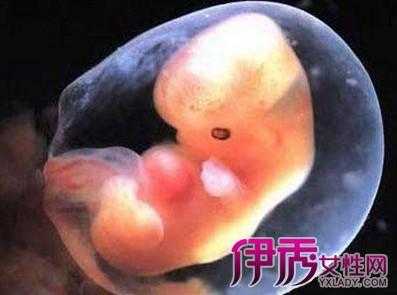 八周的胎儿有多大,孕八周胎儿真实图 图片欣赏 第2张 八周的胎儿有多大,孕八周胎儿真实图 图片欣赏 第2张