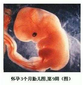 怀孕三个多月胎儿多大(怀孕三个多月胎儿多大图片) 第2张 怀孕三个多月胎儿多大(怀孕三个多月胎儿多大图片) 第2张