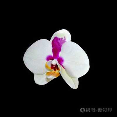 怀孕后期肚子上长出许多黑色凸起的黑点,孕期斑点怎么去除 第2张 怀孕后期肚子上长出许多黑色凸起的黑点,孕期斑点怎么去除 第2张