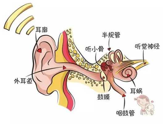 胎儿的听力什么时候形成(胎儿的听力什么时候形成的) 第2张 胎儿的听力什么时候形成(胎儿的听力什么时候形成的) 第2张
