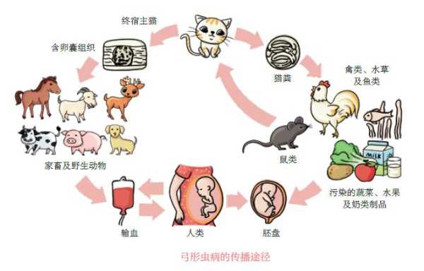 弓形虫对胎儿的危害(弓形虫对胎儿的危害大吗) 第1张 弓形虫对胎儿的危害(弓形虫对胎儿的危害大吗) 第1张