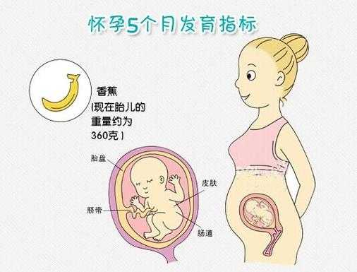二十九周胎儿发育图(二十九周胎儿发育图片) 第1张 二十九周胎儿发育图(二十九周胎儿发育图片) 第1张