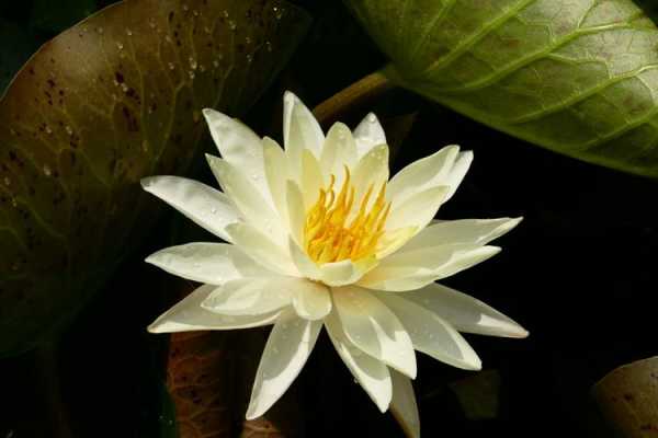 孕妇可以祭祀去世多年的亲人吗,孕期抄写心经的好处 第1张 孕妇可以祭祀去世多年的亲人吗,孕期抄写心经的好处 第1张