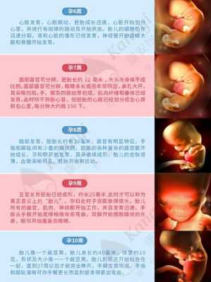 3d胎儿发育过程视频(3d和4d视频区别) 第3张 3d胎儿发育过程视频(3d和4d视频区别) 第3张