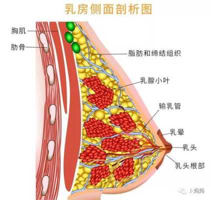孕妈妈的乳房什么时候开始分泌乳汁呀,孕期乳房分泌的水性液体是什么 第1张 孕妈妈的乳房什么时候开始分泌乳汁呀,孕期乳房分泌的水性液体是什么 第1张