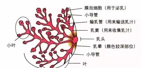 孕妈妈的乳房什么时候开始分泌乳汁呀,孕期乳房分泌的水性液体是什么 第2张 孕妈妈的乳房什么时候开始分泌乳汁呀,孕期乳房分泌的水性液体是什么 第2张