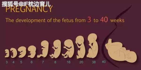 孕5个月胎儿发育情况(孕妇五个月能上班吗?有什么讲究的吗) 第3张 孕5个月胎儿发育情况(孕妇五个月能上班吗?有什么讲究的吗) 第3张
