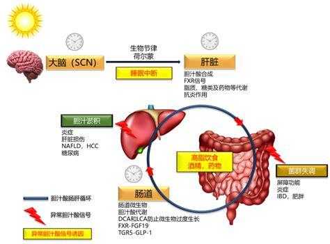 甘胆酸正常值是多少,胆汁酸高到多少终止妊娠 第1张 甘胆酸正常值是多少,胆汁酸高到多少终止妊娠 第1张