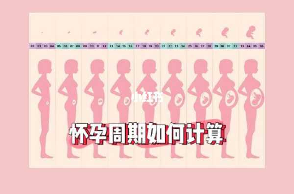 孕期周期计算(怀孕35周是怎么算?怀孕天数怎么计算呢) 第1张 孕期周期计算(怀孕35周是怎么算?怀孕天数怎么计算呢) 第1张