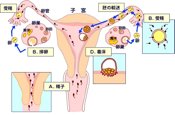 胎儿着床症状(受精卵着床后的症状什么样) 第2张 胎儿着床症状(受精卵着床后的症状什么样) 第2张