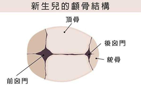 宝宝头骨发育过程,胎儿颅骨发育过程图 第2张 宝宝头骨发育过程,胎儿颅骨发育过程图 第2张