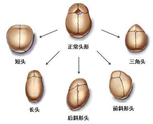 宝宝头骨发育过程,胎儿颅骨发育过程图 第1张 宝宝头骨发育过程,胎儿颅骨发育过程图 第1张