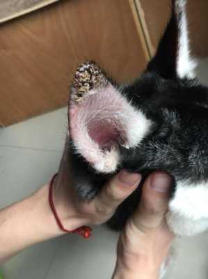 狗狗耳朵痒,孕期耳朵痒是怎么回事 第2张 狗狗耳朵痒,孕期耳朵痒是怎么回事 第2张