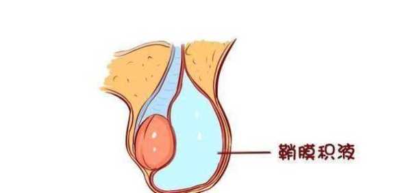 胎儿阴囊发育时间(胎儿阴囊发育时间表) 第2张 胎儿阴囊发育时间(胎儿阴囊发育时间表) 第2张