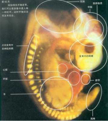 42天胎儿多大(42天胎儿多大图片) 第2张 42天胎儿多大(42天胎儿多大图片) 第2张
