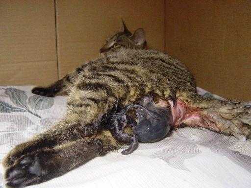 猫临近临盆为什么肚子那么硬,猫咪胎儿发育图片 第1张 猫临近临盆为什么肚子那么硬,猫咪胎儿发育图片 第1张