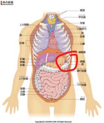 孕期肋骨痛(孕晚期左侧肋骨疼怎么回事) 第1张 孕期肋骨痛(孕晚期左侧肋骨疼怎么回事) 第1张