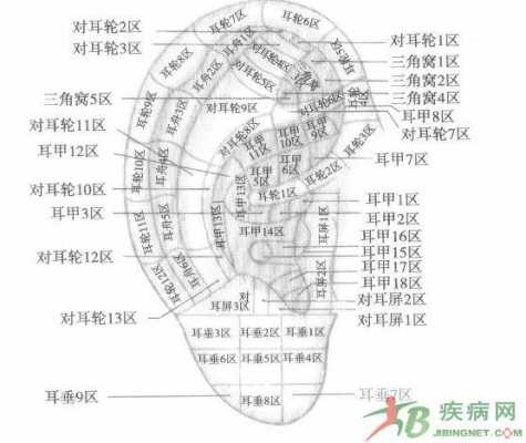 人的耳朵几岁发育完全,胎儿耳朵发育时间表 第1张 人的耳朵几岁发育完全,胎儿耳朵发育时间表 第1张