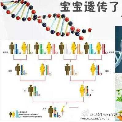 胎儿智商由谁决定(胎儿智商由谁决定的) 第3张 胎儿智商由谁决定(胎儿智商由谁决定的) 第3张