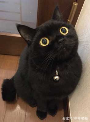 纯黑色的猫,代表什麽,孕期梦见黑猫是男孩女孩 第2张 纯黑色的猫,代表什麽,孕期梦见黑猫是男孩女孩 第2张