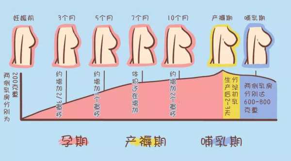 孕期乳房变大(孕期乳房变大生完孩子会缩小么) 第3张 孕期乳房变大(孕期乳房变大生完孩子会缩小么) 第3张