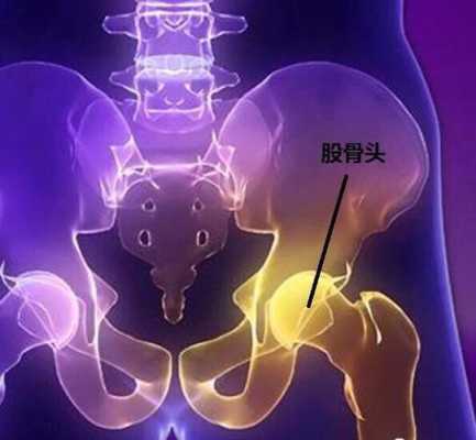 胎儿股骨是哪（胎儿股骨是哪个部位）  第3张